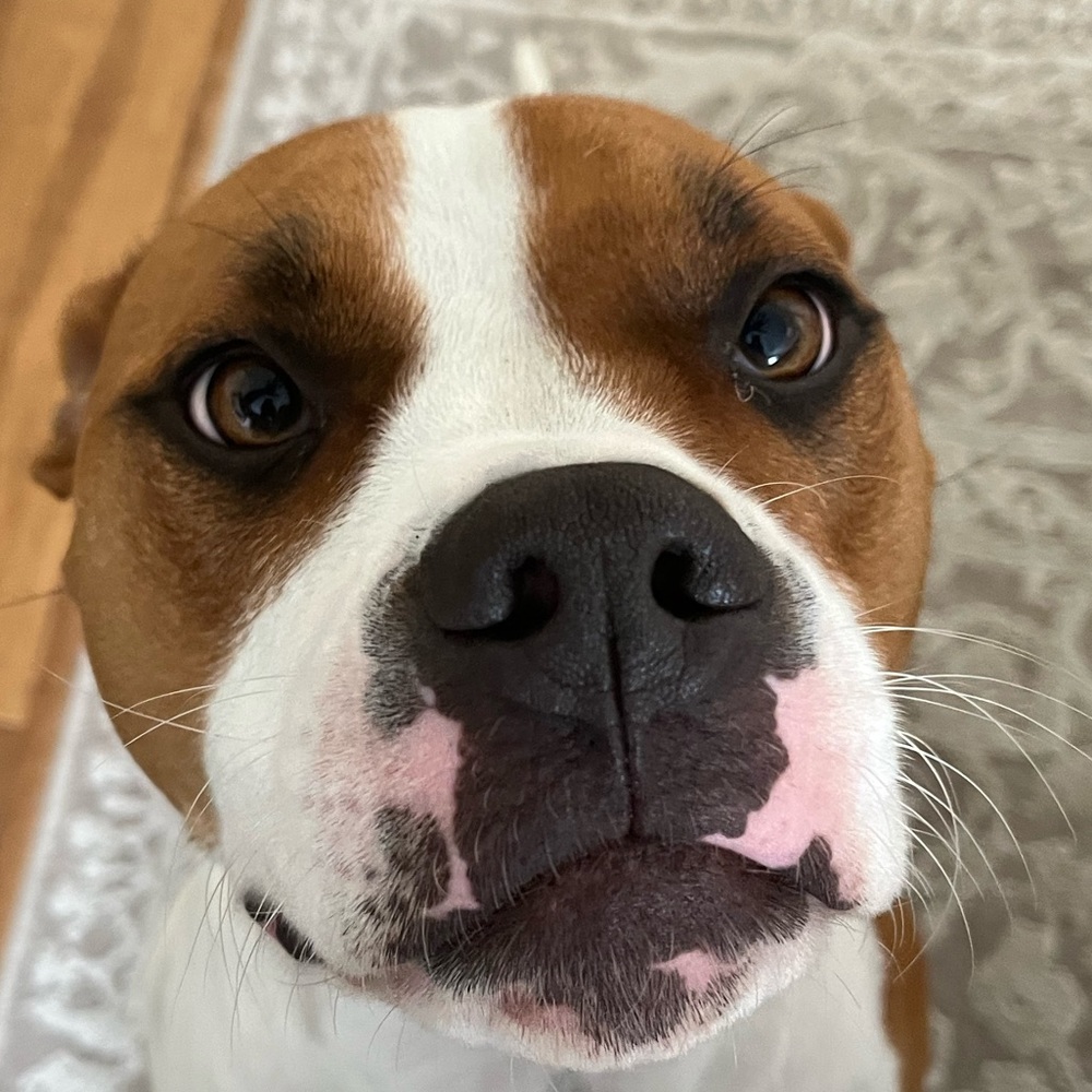 Meet your Posher, Gus